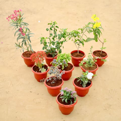 Floral Fantasy Combo - Set of  10 - Kaner / Oleander Pink, Chandni, Tagar, Tecoma Yellow, Kalanchoe, Madhu Malti, Mogra, Loropetlum, Gardenia & Pentas in 8 Inch Terracotta Red Olive Plastic Pot