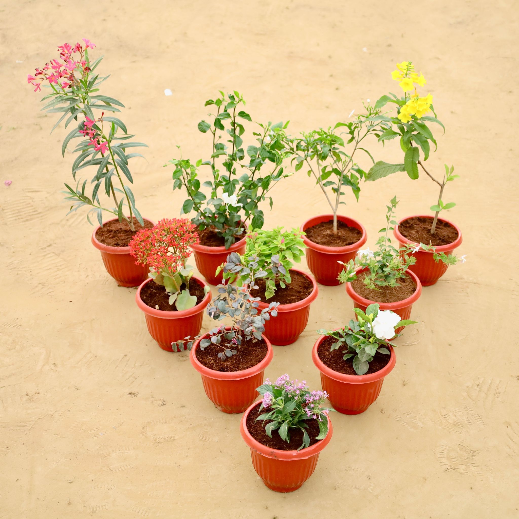 Floral Fantasy Combo - Set of  10 - Kaner / Oleander Pink, Chandni, Tagar, Tecoma Yellow, Kalanchoe, Madhu Malti, Mogra, Loropetlum, Gardenia & Pentas in 8 Inch Terracotta Red Olive Plastic Pot