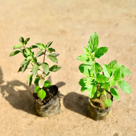 Tulsi Parampara Pack - Set of 2 - Tulsi (Rama & Shyama) in 4 Inch Nursery Bag