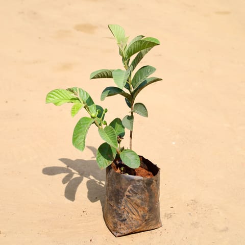 Amrood / Guava in 6 Inch Nursery Bag