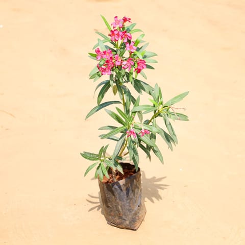 Kaner / Oleander Red (~ 2 Ft) in 6 Inch Nursery Bag