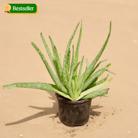 Aloe Vera in 4 Inch Nursery Pot