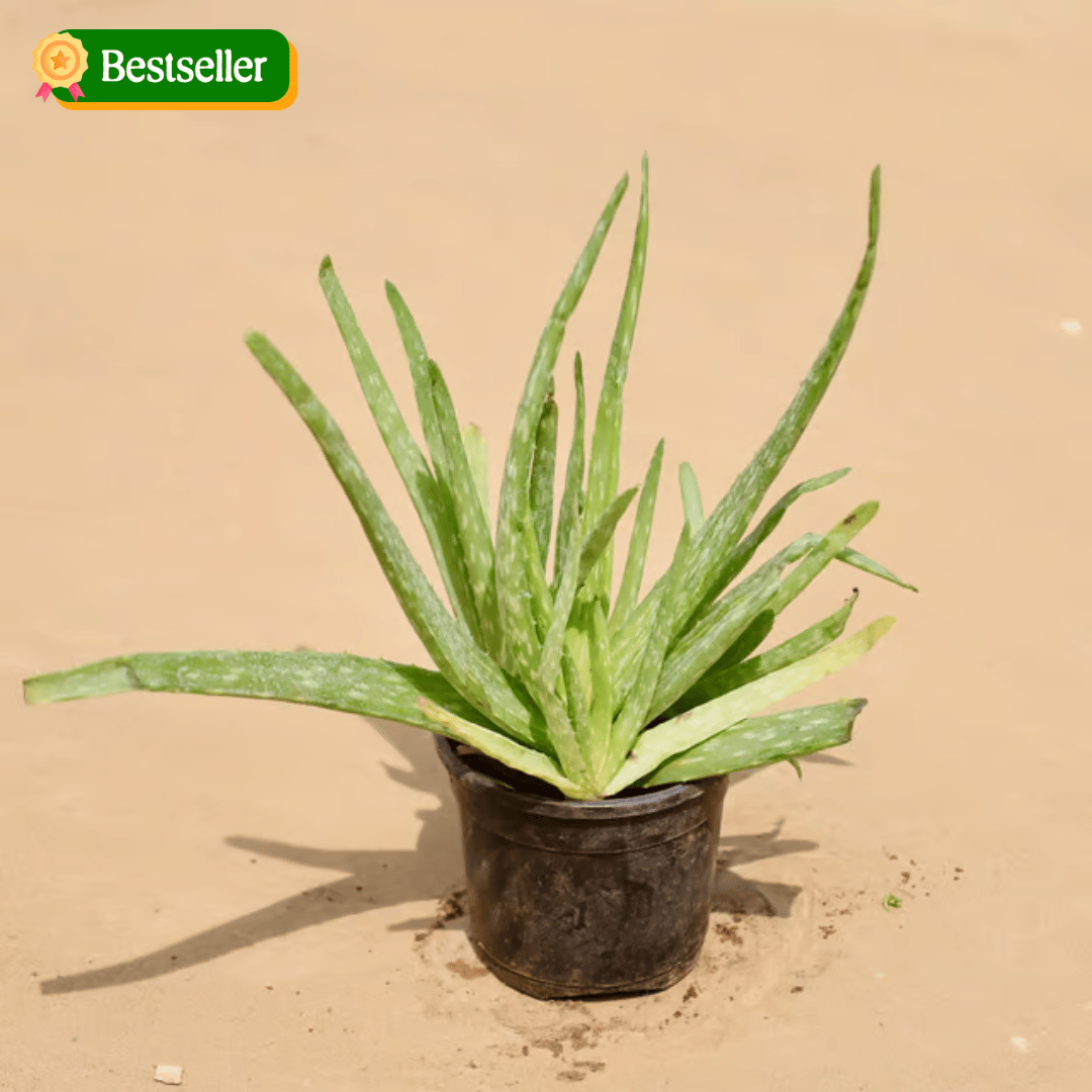 Aloe Vera in 4 Inch Nursery Pot