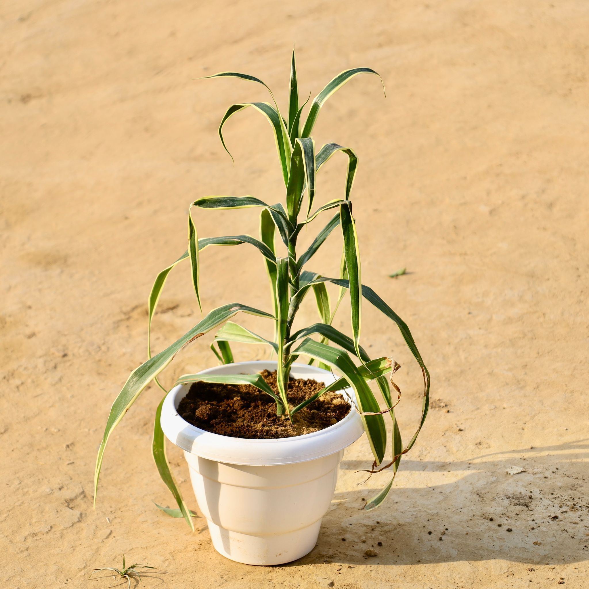 Dracaena Green in 8 Inch White Classy Plastic Pot