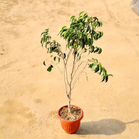Ficus Black (~ 2 ft) in 8 Inch Terracotta Red Olive Plastic Pot