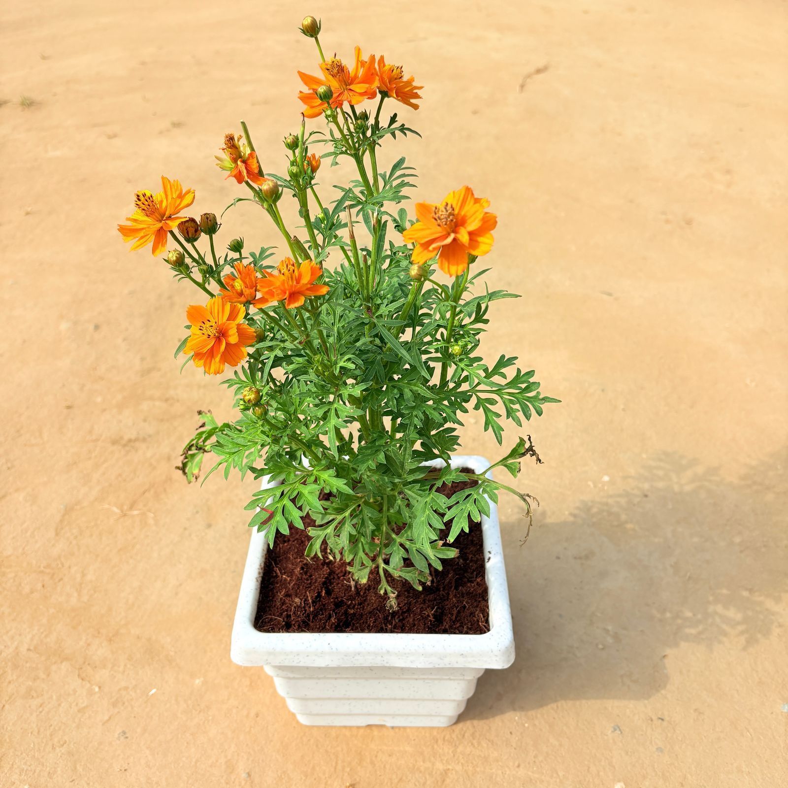 Cosmos (any colour) in 6 inch White Premium Orchid Square Plastic Pot