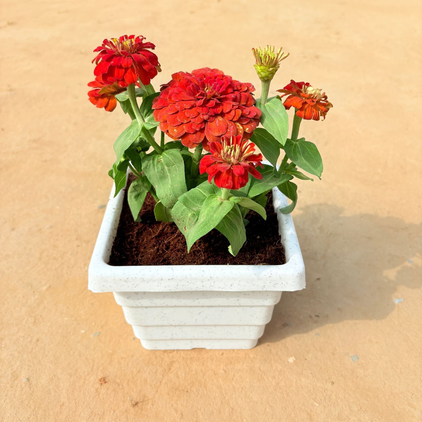 Zinnia (any colour) in 6 inch White Premium Orchid Square Plastic Pot