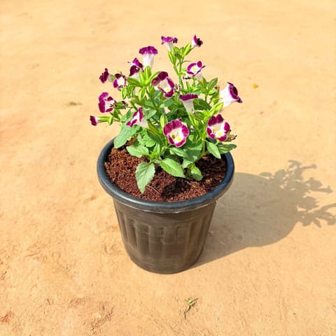 Wishbone / Torenia (any colour) in 6 Inch Nursery Pot