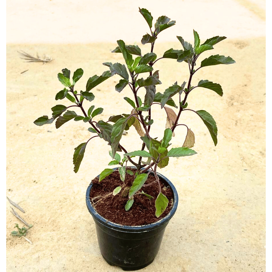 Shyama Tulsi in 4 Inch Nursery Pot