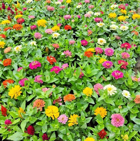 Set of 10 - Zinnia (any colour) in 3 Inch Nursery bag