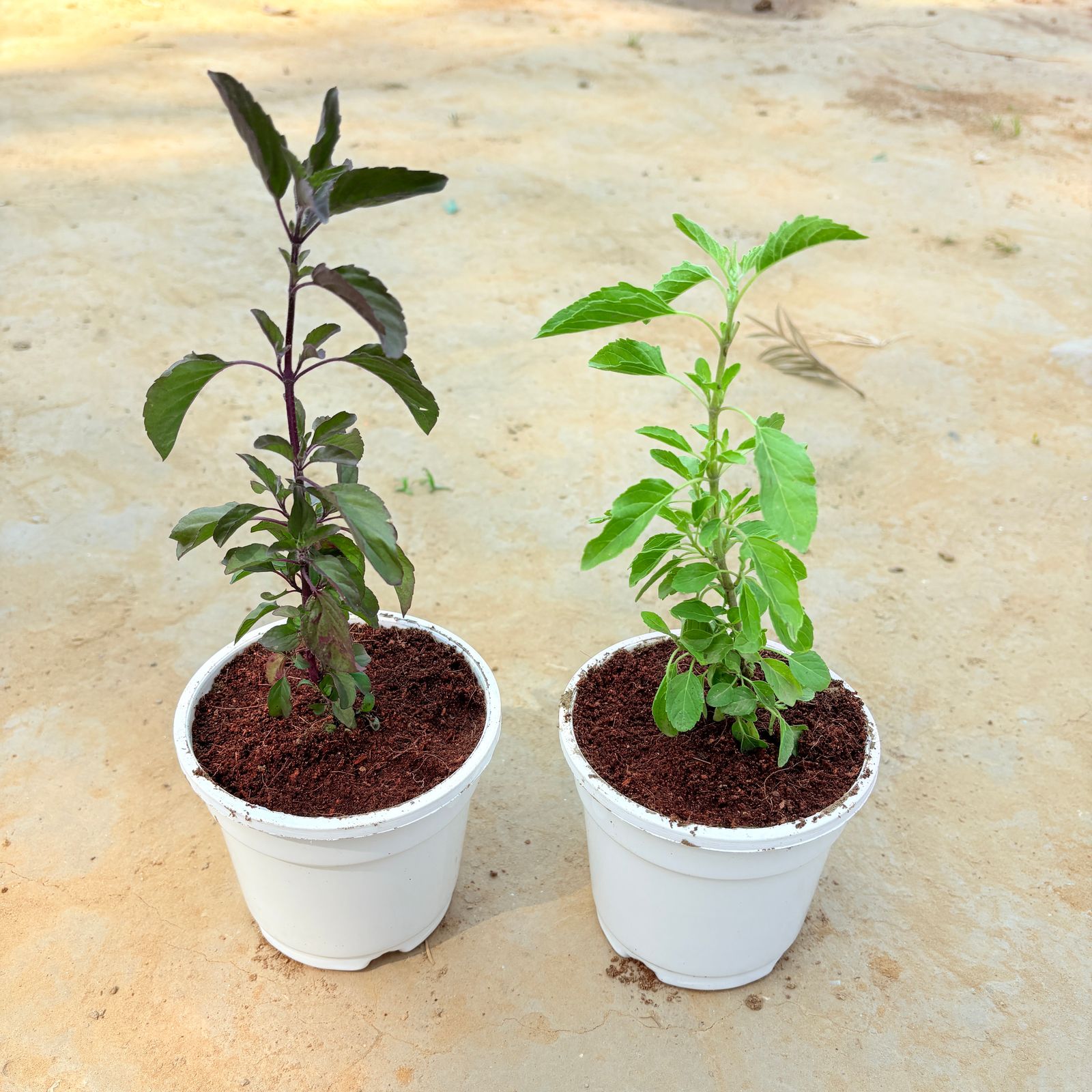 Set of 2 - Tulsi (Rama & Shyama) in 4 Inch White Nursery Pot