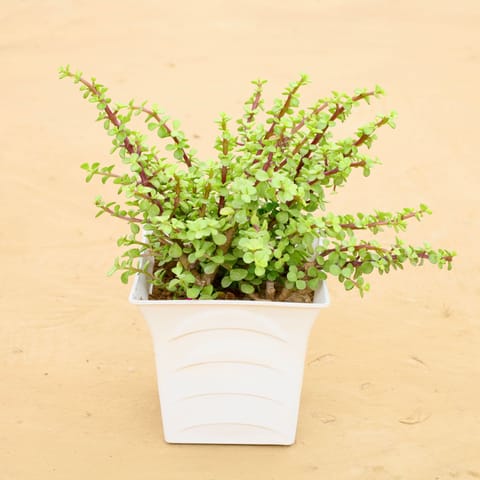 Mother Jade in 08 Inch Live Fresh Plant White Premium Tokyo Square Plastic Pot in Sector 9