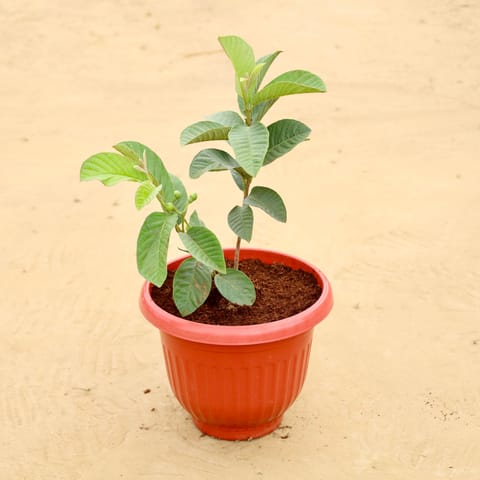 Amrood / Guava in 8 Inch Terracotta Red Olive Plastic Pot