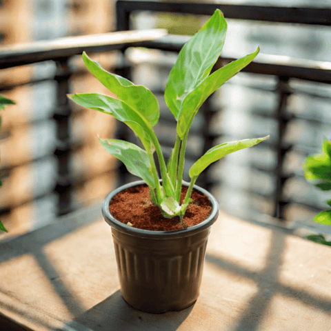 Bird of  Paradise  in 6 Inch Black Super Nursery Pot