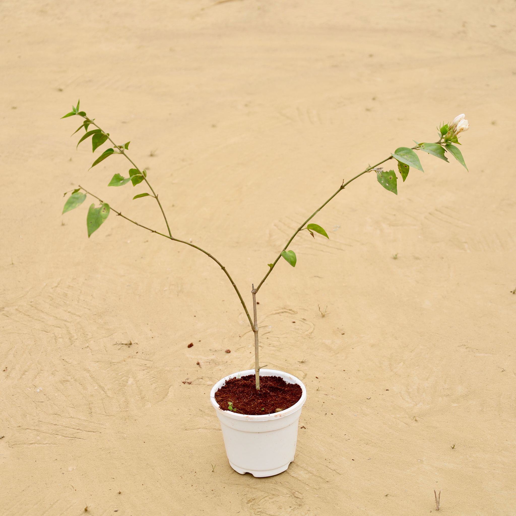 Kund Bel in 4 Inch White Super Nursery Pot