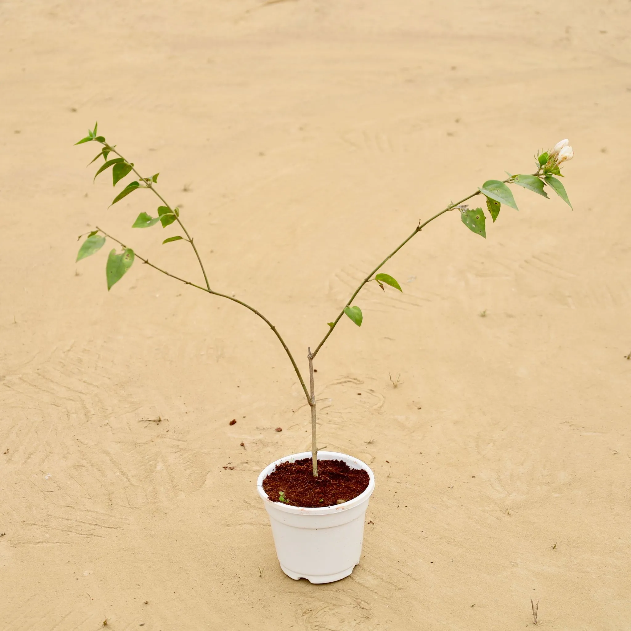 Kund Bel in 4 Inch White Super Nursery Pot