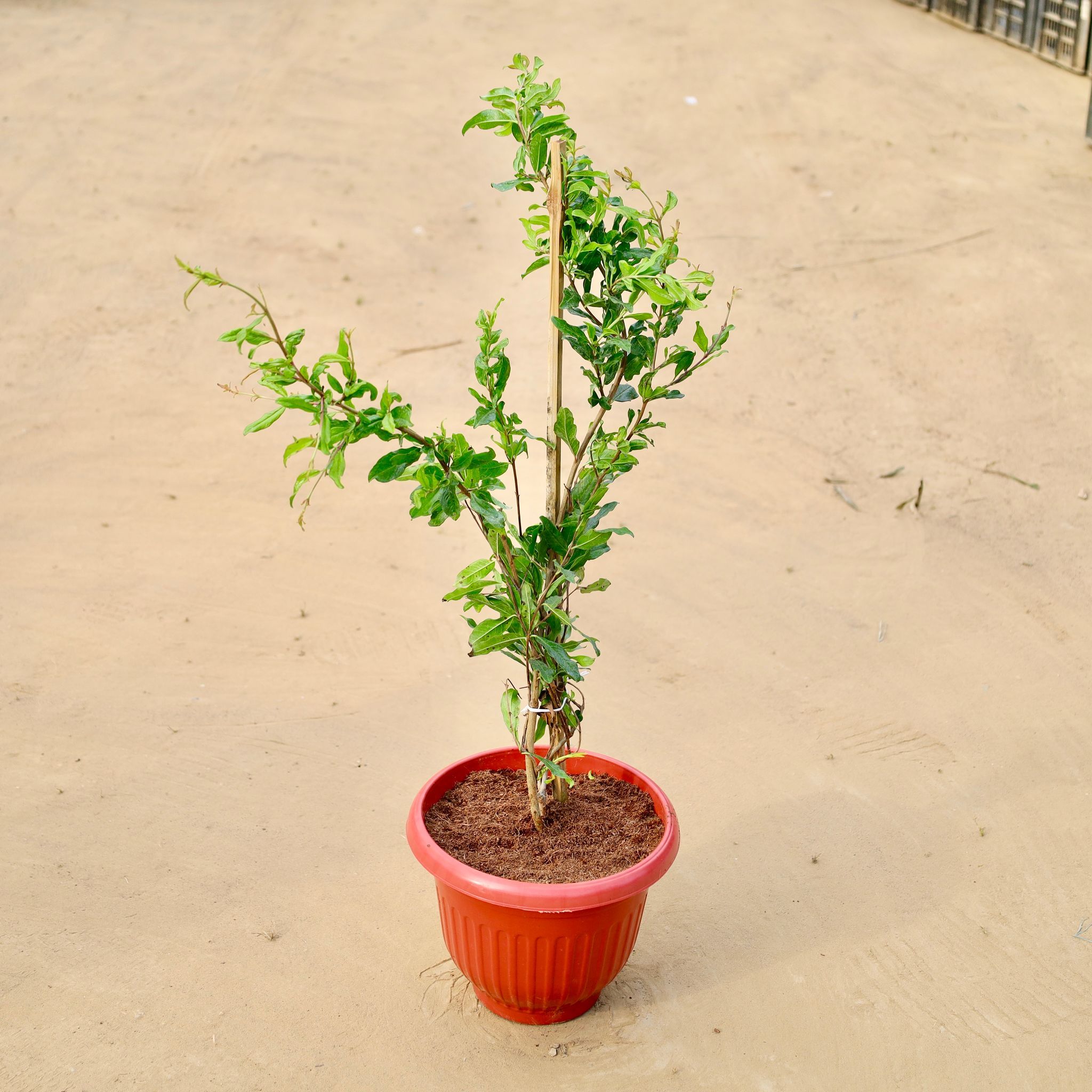Anar in 8 Inch Terracotta Red Olive Plastic Pot