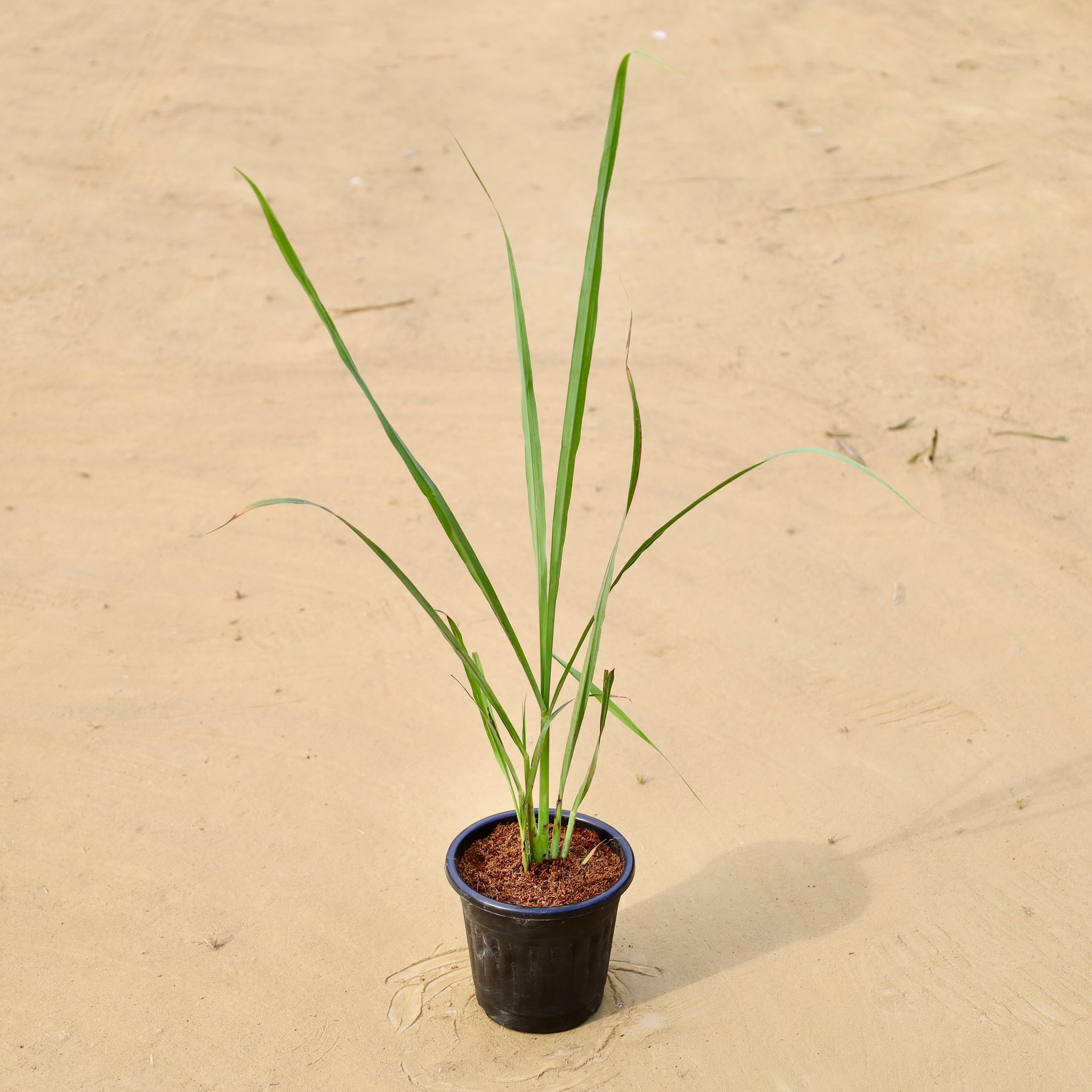 Lemon Grass in 6 Inch Black Super Nursery Pot