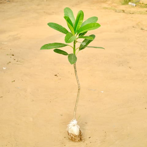 Champa / Plumeria (~2 Ft ) (any colour) in 4 Inch Nursery Bag