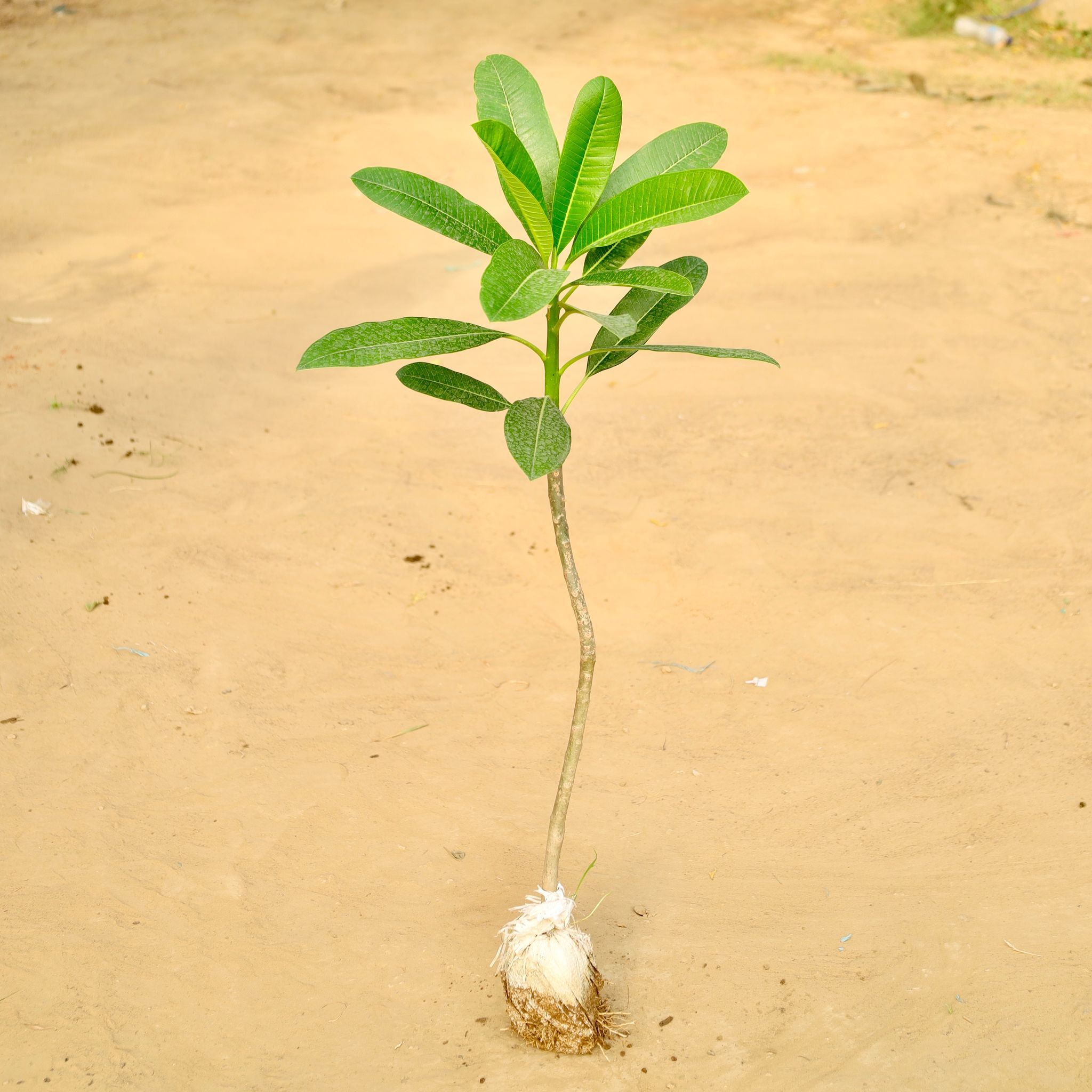 Champa / Plumeria (~2 Ft ) (any colour) in 4 Inch Nursery Bag