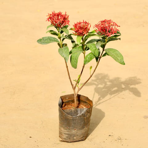 Ixora Red in 6 Inch Nursery Bag