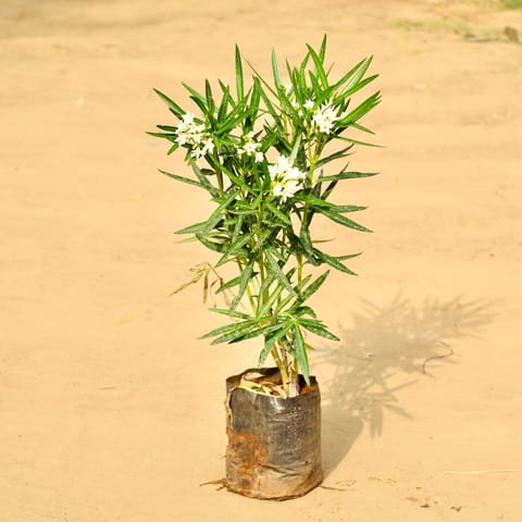 Kaner / Oleander White (~ 2 Ft) in 6 Inch Nursery Bag