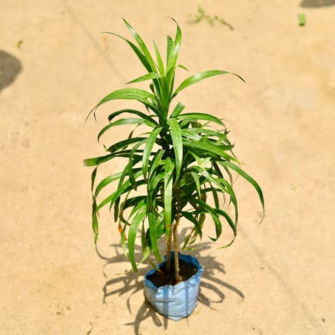 Dracaena Green in 4 Inch Nursery Bag