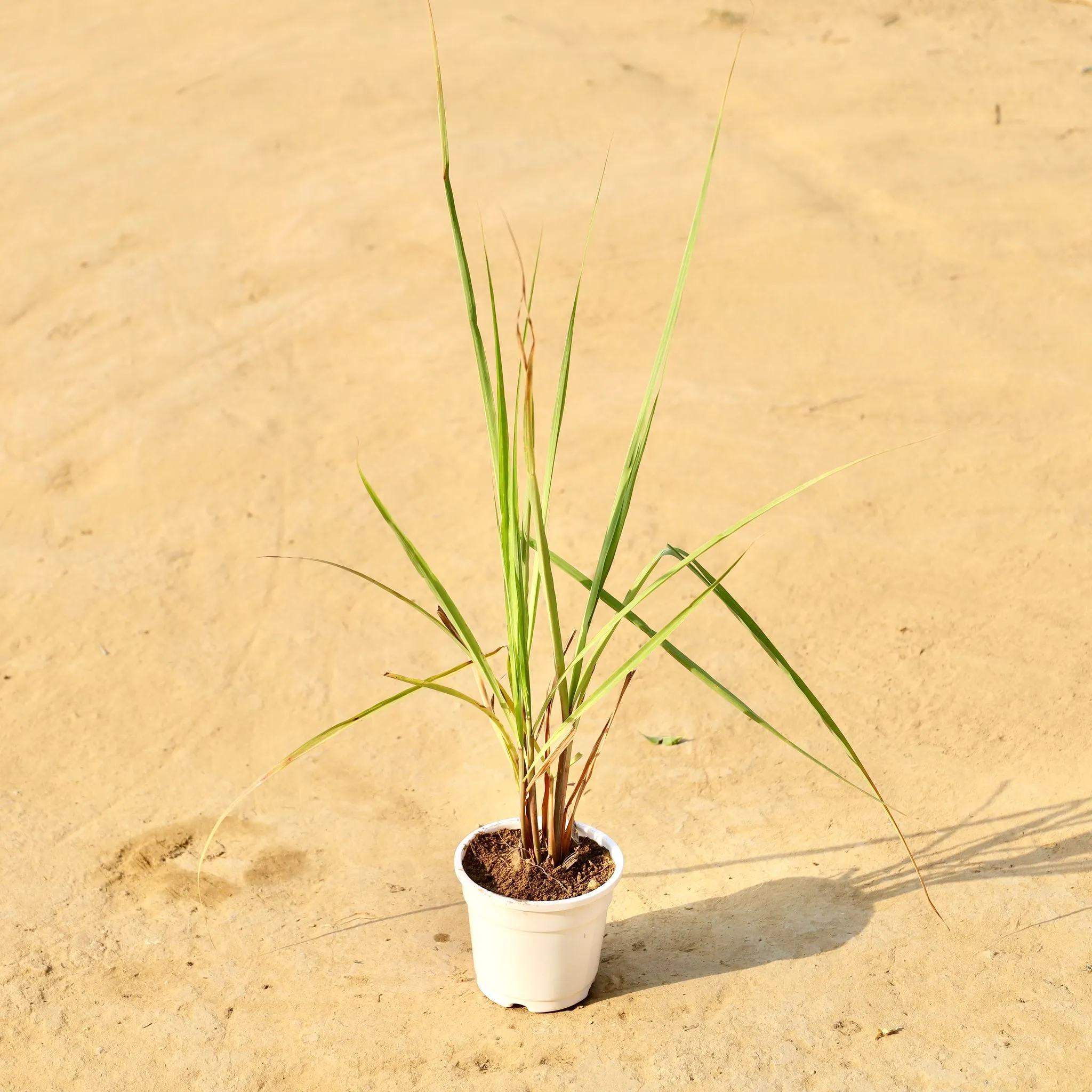Lemon grass in 4 Inch White Nursery Pot