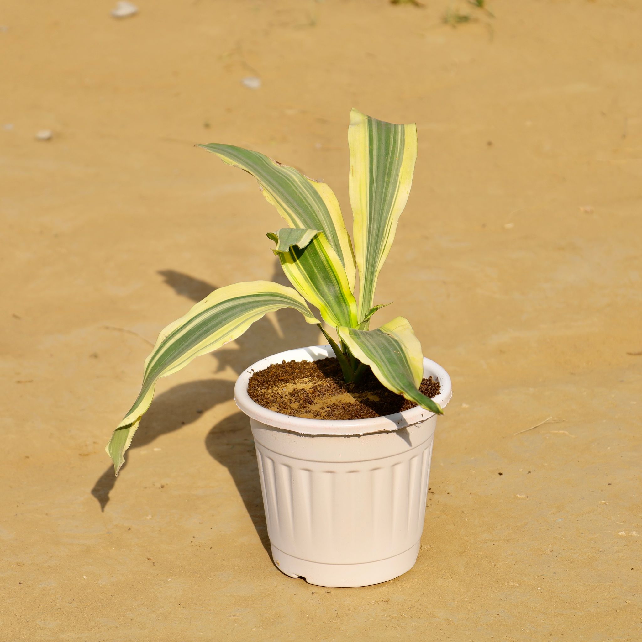 Dracaena Darasingh / Victoria in 6 Inch White Super Nursery Pot