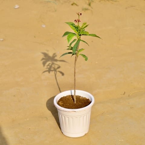 Jatropha / Sundar Rupa in 6 Inch White Super Nursery Pot