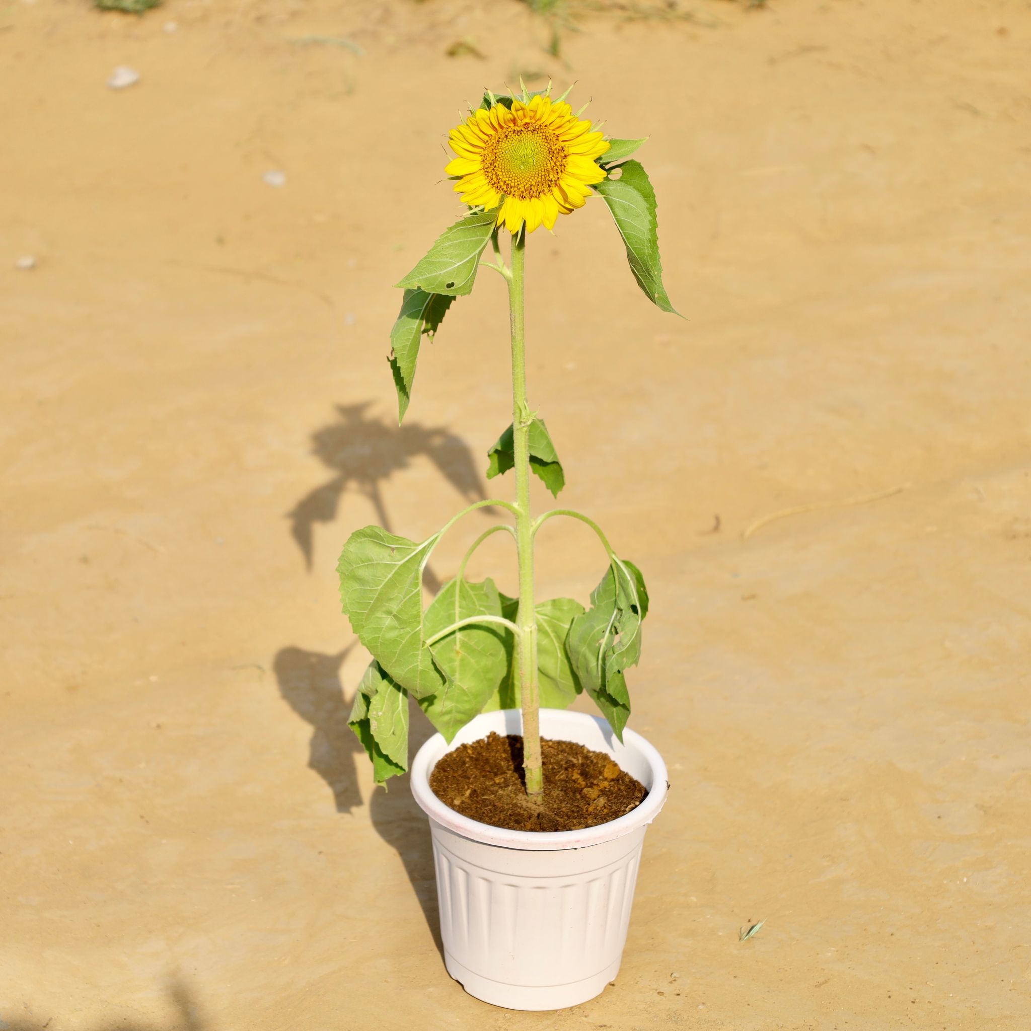 Sunflower (Any Colour) in 6 Inch White Super Nursery Pot