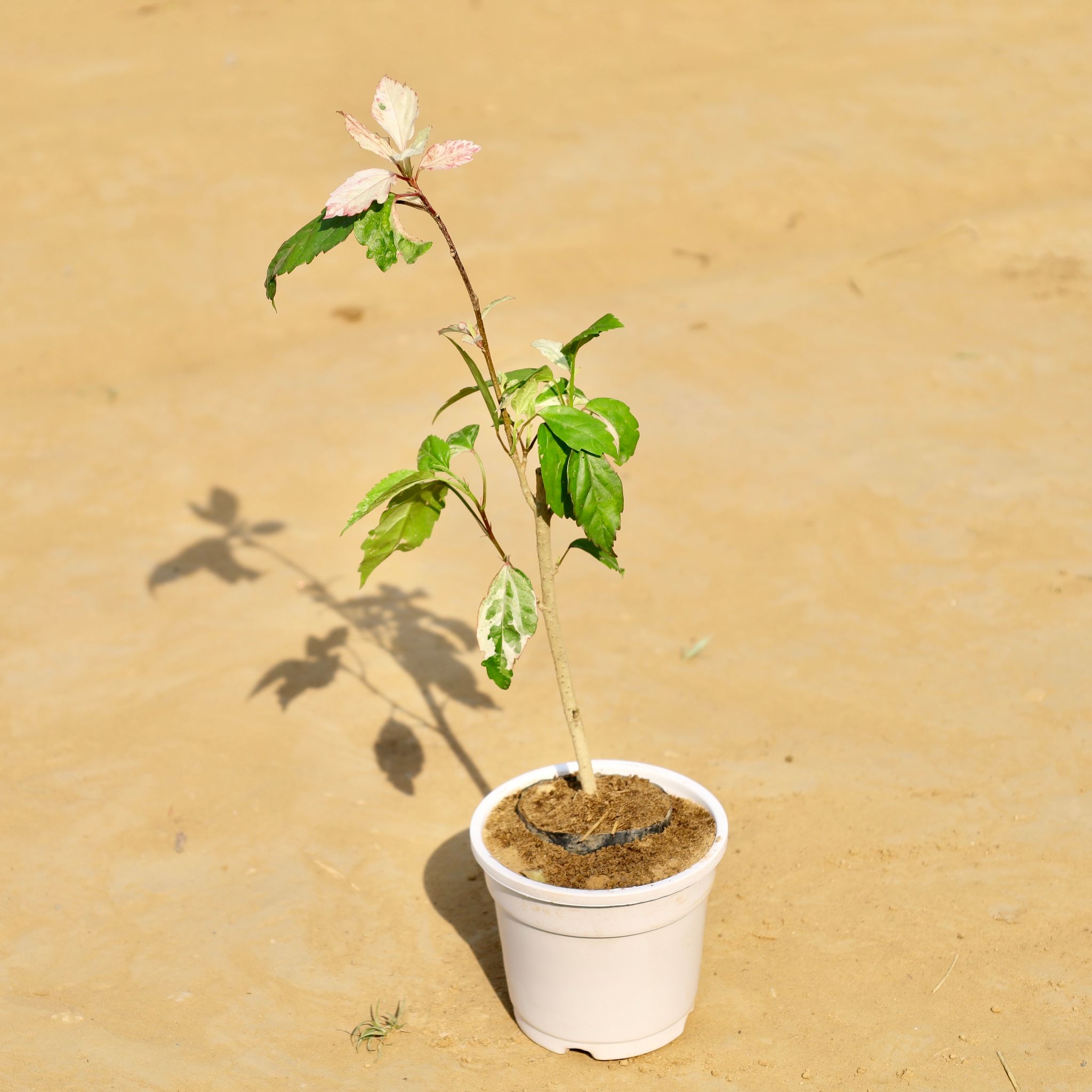 Hibiscus / Gudhal white in 4 Inch White Nursery Pot