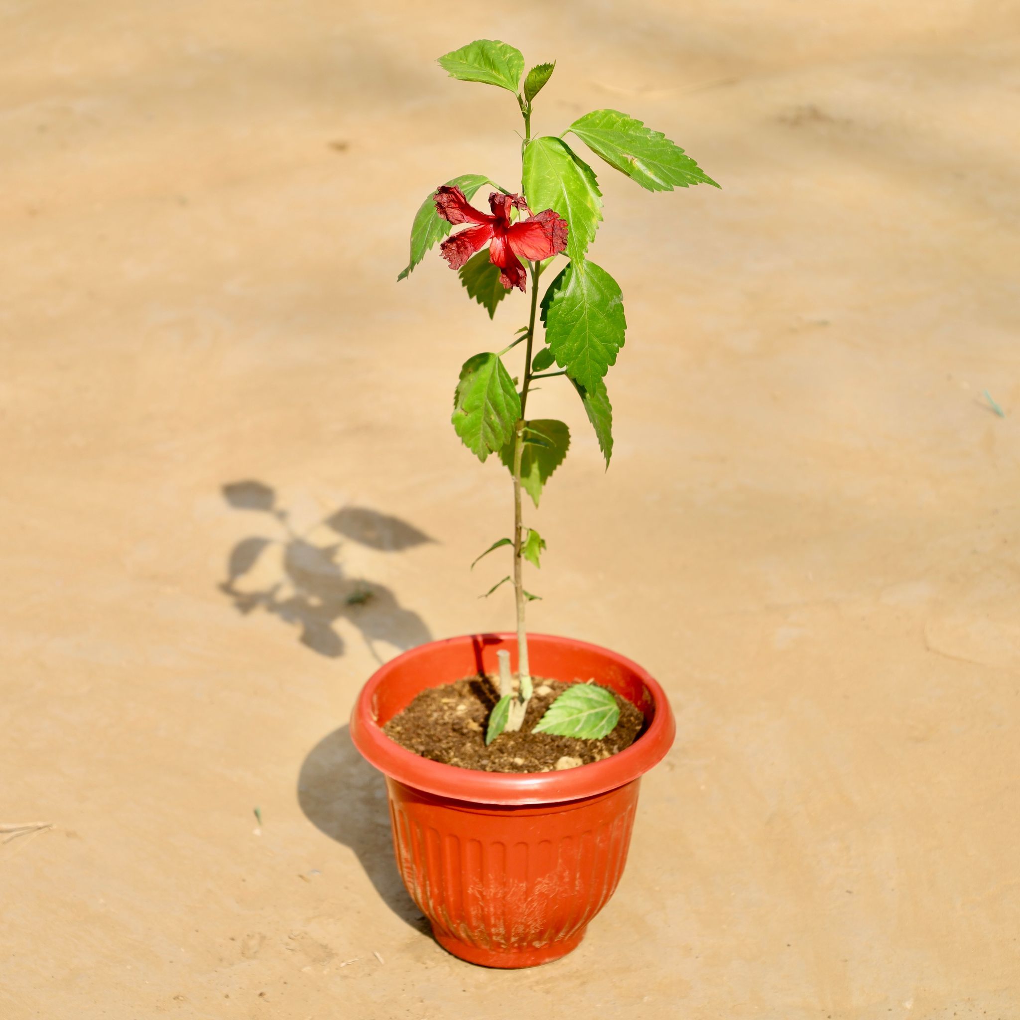 Hibiscus in 8 Inch Terracotta Red Olive Plastic Pot