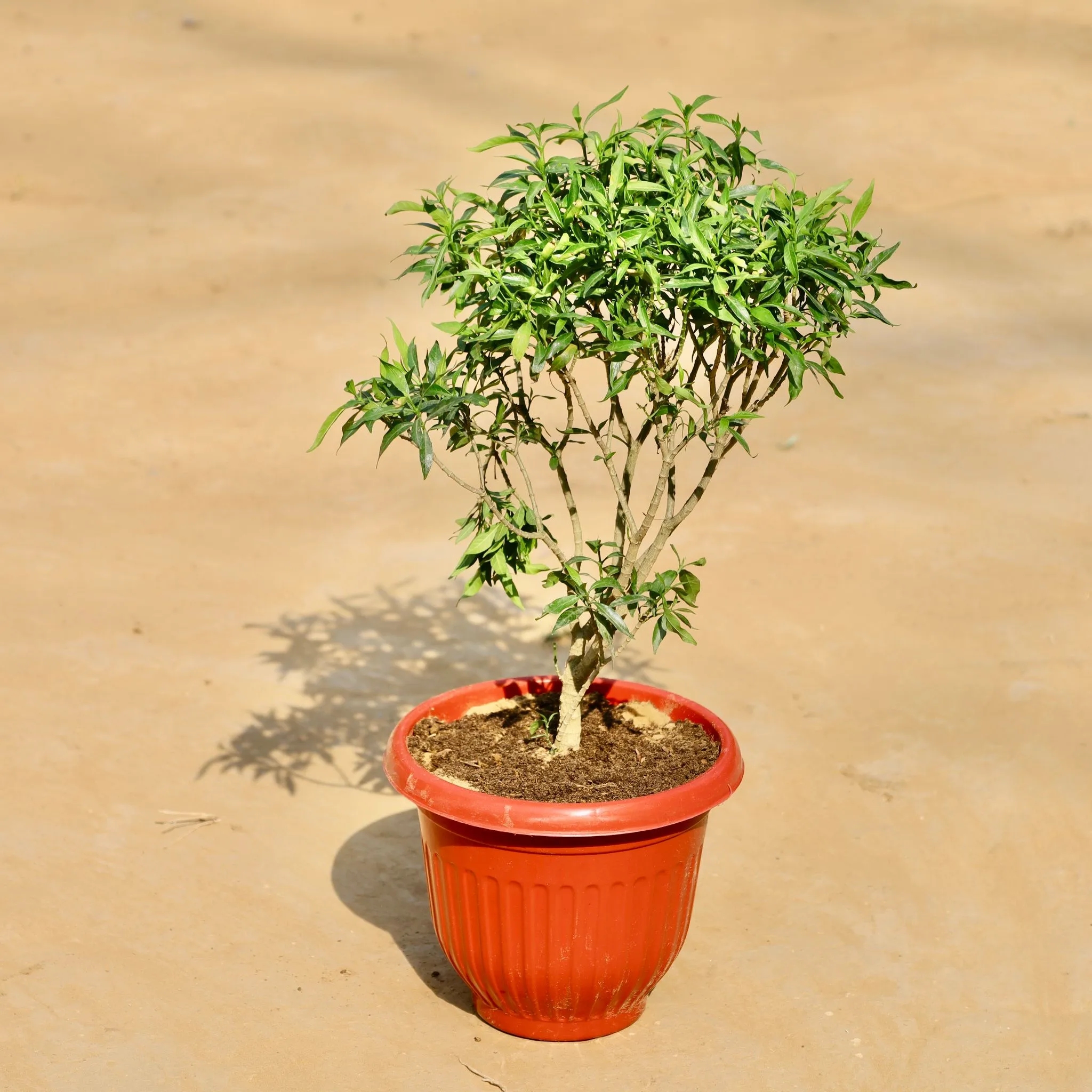 Chandni Dwarf in 8 Inch Terracotta Red Olive Plastic Pot