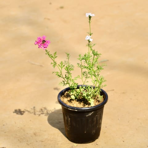 Verbena Desi (Any Colour) in 6 Inch Black Super Nursery Pot