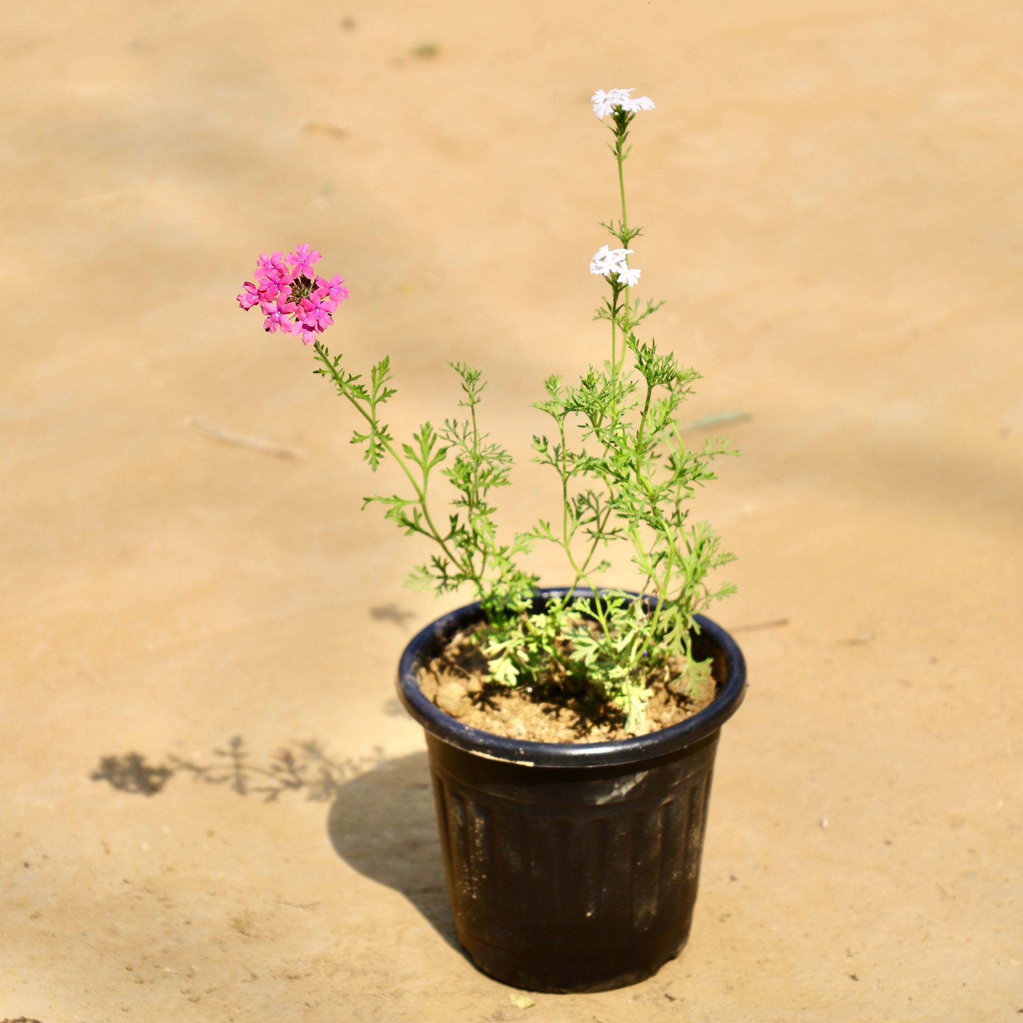 Verbena Desi (Any Colour) in 6 Inch Black Super Nursery Pot