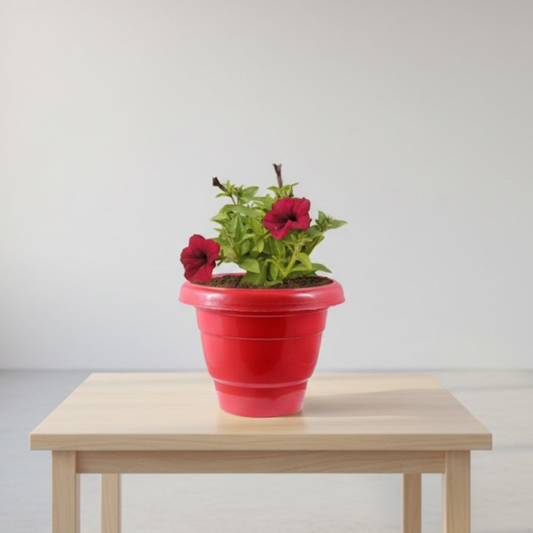 Petunia (Any Colour) in 12 Inch Terracotta Red Classy Plastic Pot
