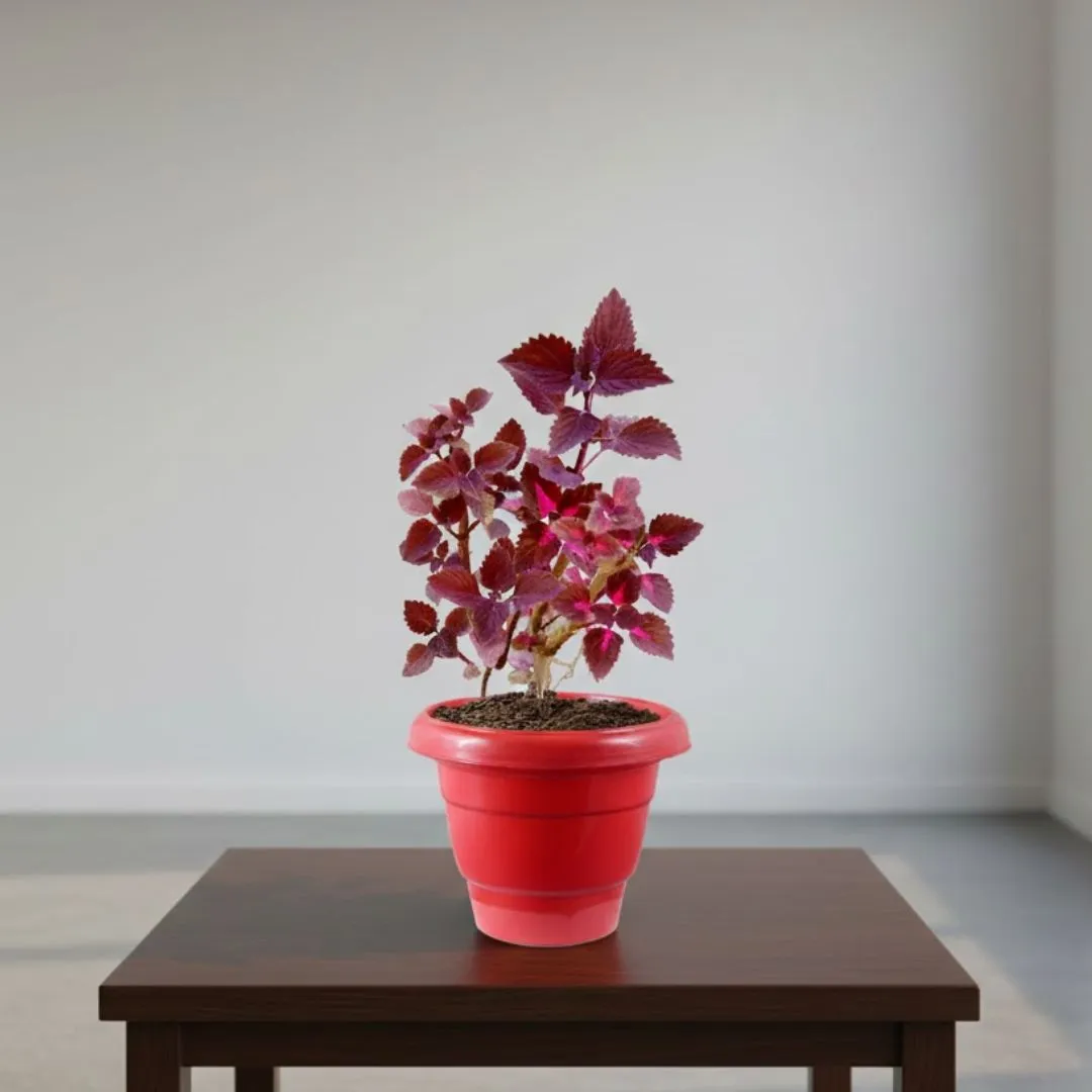 Coleus (Any Colour) in 12 Inch Terracotta Red Classy Plastic Pot
