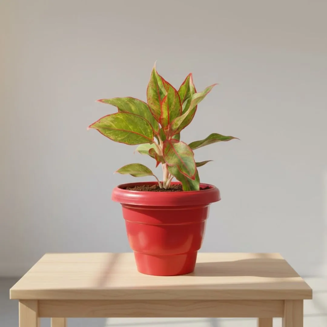 Aglaonema Lipstick in 12 Inch Terracotta Red Classy Plastic Pot
