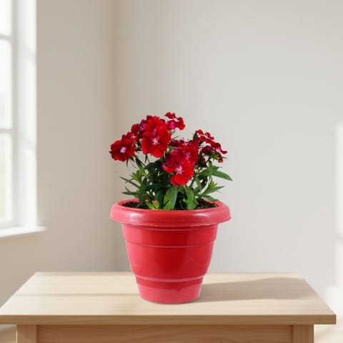 Dianthus (any colour) in 10 Inch Terracotta Red Classy Plastic Pot