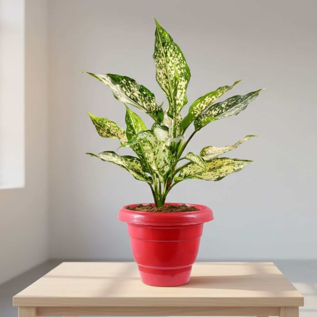 Aglaonema Snow White in 12 Inch Terracotta Red Classy Plastic Pot