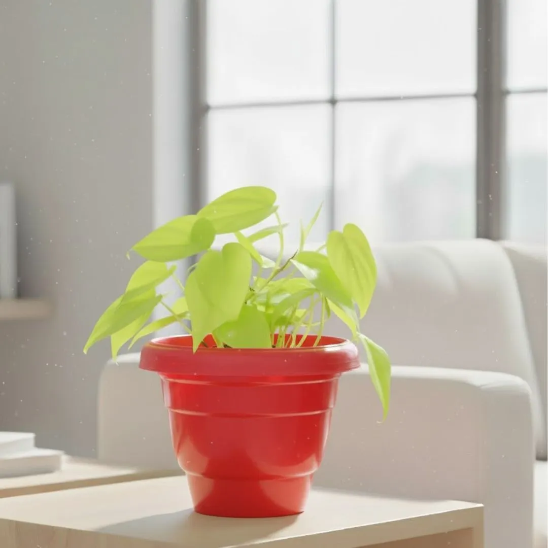 Oxycardium Golden in 10 Inch Terracotta Red Classy Plastic Pot