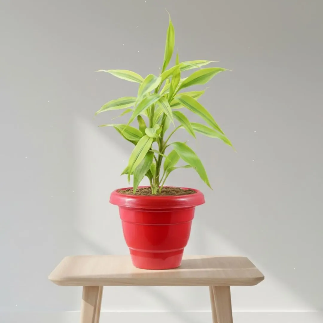 Lucky Bamboo in 12 Inch Terracotta Red Classy Plastic Pot