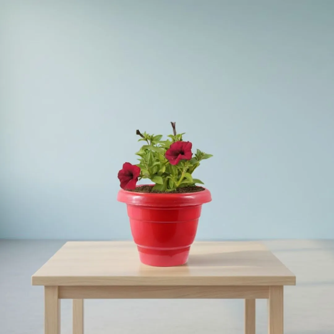 Petunia (Any Colour) in 8 Inch Terracotta Red Classy Plastic Pot