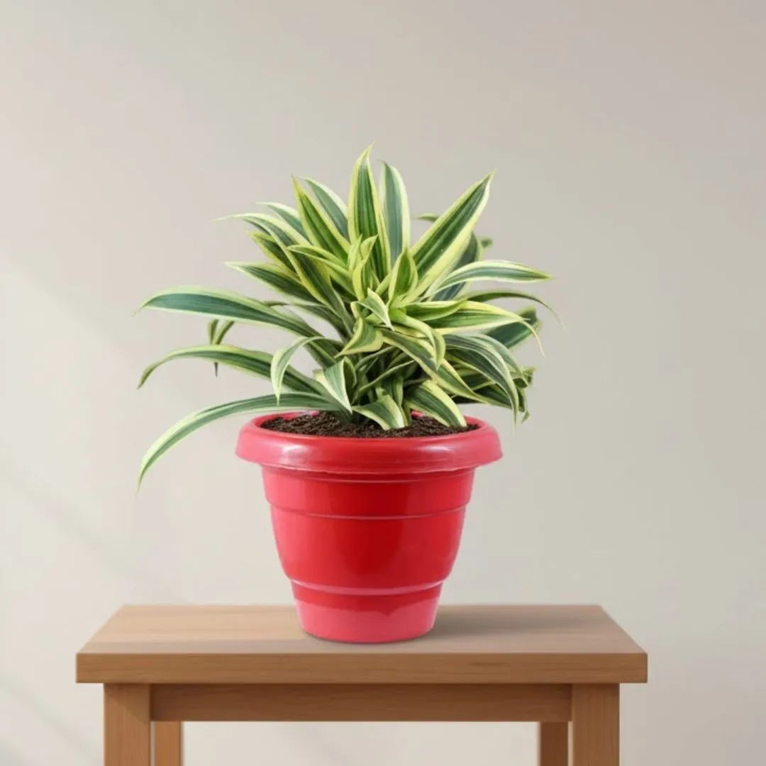 Song of India in 10 Inch Terracotta Red Classy Plastic Pot
