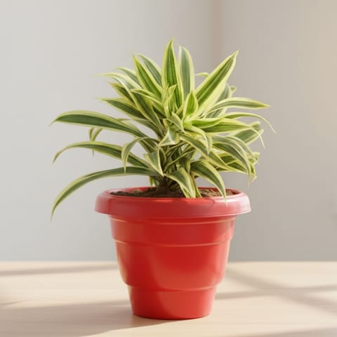 Song of India in 8 Inch Terracotta Red Classy Plastic Pot