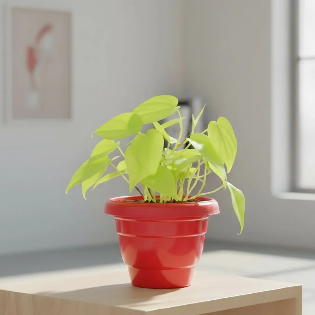 Oxycardium Golden in 8 Inch Terracotta Red Classy Plastic Pot