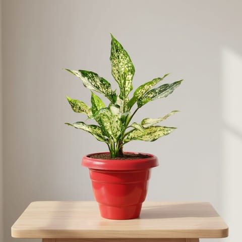 Aglaonema Snow White in 8 Inch Terracotta Red Classy Plastic Pot