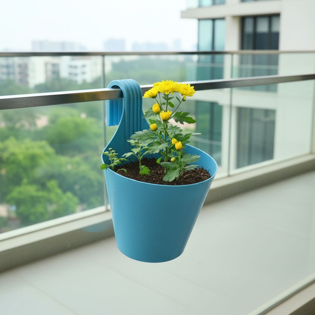 Chrysanthemum / Guldaudi (Any Colour)? in 8 Inch Blue Marble Single Hook Hanging Plastic Pot