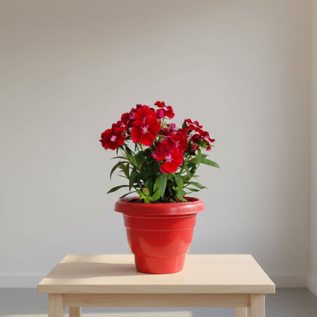 Dianthus (Any Colour) in 8 Inch Terracotta Red Classy Plastic Pot